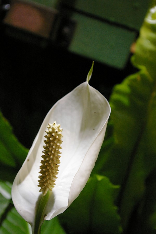 macro fleurs: macro fleurs 010